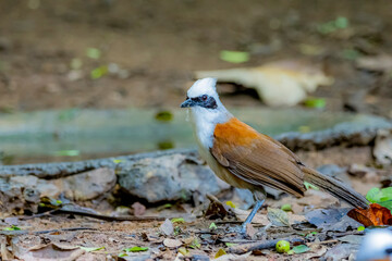 The White-crested Laughing Thrush on ground