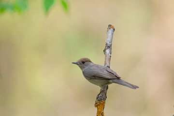 Bird - female Blackcap Sylvia atricapilla spring time, Poland Europe
