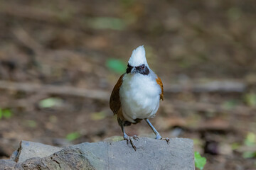 The White-crested Laughing Thrush on ground