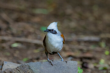 The White-crested Laughing Thrush on ground