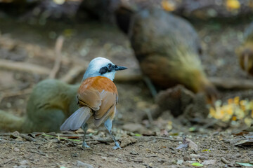 The White-crested Laughing Thrush on ground