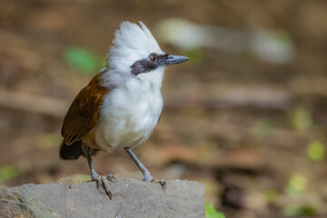 The White-crested Laughing Thrush on ground