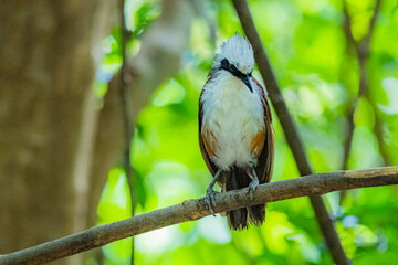 The White-crested Laughing Thrush on ground