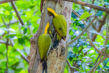 The Greater Yellownape on the tree