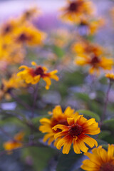 Summer garden flowers wallpaper Heliopsis helianthoides is a species of flowering plant in the family Asteraceae, known by the common names smooth oxeye and false sunflower Inspired Wallpaper