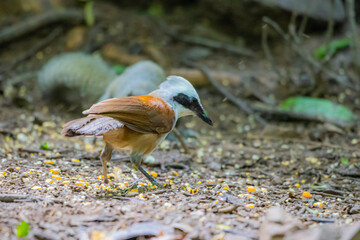 The White-crested Laughing Thrush on ground