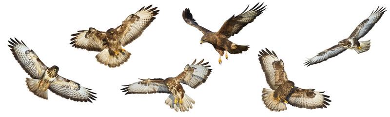 Birds of prey - Common buzzard Buteo buteo flying, hawk bird, predatory bird close up flying bird isolated on white background - set, mix six flying birds of prey