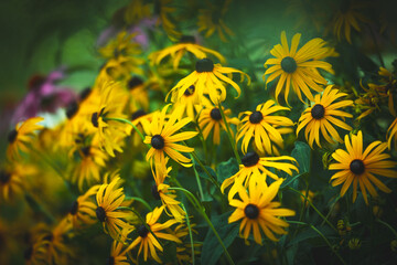 yellow Black-eyed Susan Rudbeckia fulgida amazing flower in summer garden, wallpaper or background theme