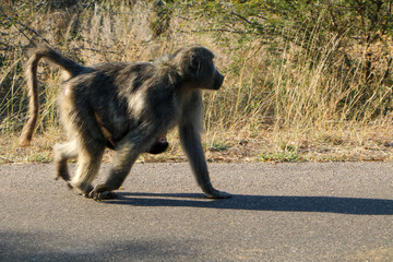 baboon sitting on the ground