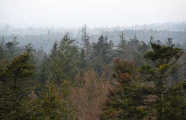 The Elevated Hiking Path of Baumwipfelpfad Schwarzwald, in the Black Forest