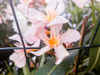 Petal of blooming white oleander