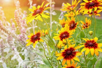 Rudbeckia triloba (Browneyed susan) flower in the summer garden