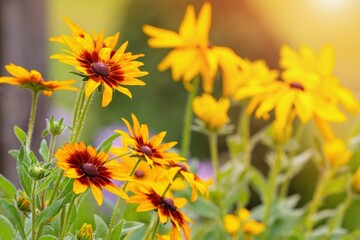 Rudbeckia triloba (Browneyed susan) flower in the summer garden