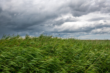 burzowe chmury nad dzikimi trawami rosnącymi nad brzegiem jeziora © Kamil_k2p