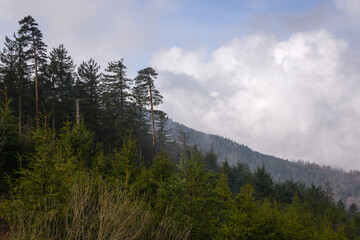 Misty Morning Overlook at Nationalpark Schwarzwald, Black Forest National Park