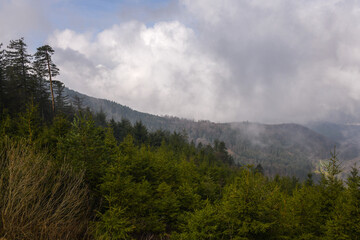 Misty Morning Overlook at Nationalpark Schwarzwald, Black Forest National Park