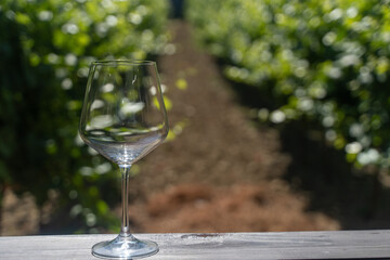 An empty wine glass against the backdrop of light-flooded vineyards. Waiting for the grape harvest and wine tasting. Winemaking and agriculture