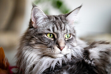 Gray white Maine coon cat portrait