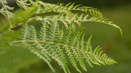 Green fern leaf natural background selective focus