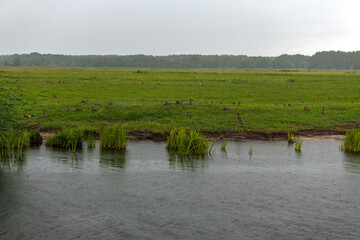 dzikie kaczki i inne ptaki nad brzegiem rzeki podczas deszczu