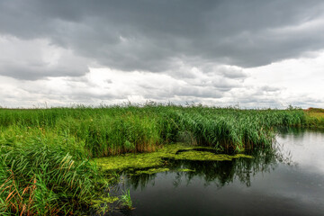 wodne roślinność w Wolińskim Parku Narodowym, burzowe chmury zapowiadają ogromną ulewę © Kamil_k2p