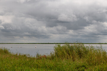 dzięki ptaki przy brzegu jeziora szukające schronienia przed nadciągająca burzą © Kamil_k2p