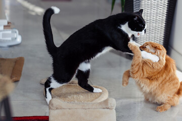 Two cats are playing and fighting in the apartment.