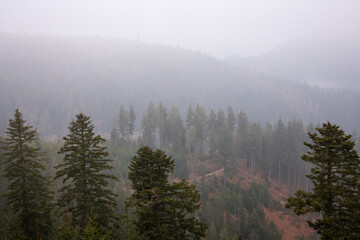 Misty Morning Overlook at Nationalpark Schwarzwald, Black Forest National Park