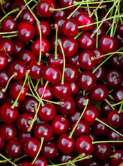 Cherry picking in a green garden on a sunny day.