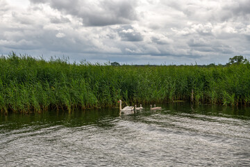 rodzina łabędzie nieopodal brzegu porośniętego ogromnymi trawami. Woliński Park Narodowy, Polska © Kamil_k2p