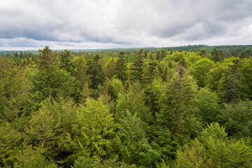 The Elevated Hiking Path of Baumwipfelpfad Schwarzwald, in the Black Forest