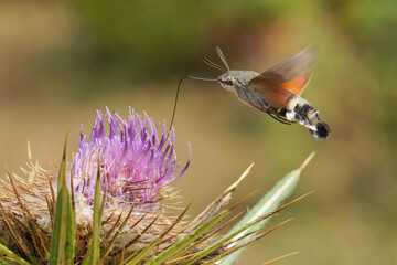 hummingbird hawk-moth drinking nectar from a flower of thistle