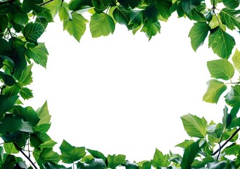 Natural green leaf on white background, Green leaf frame on white background