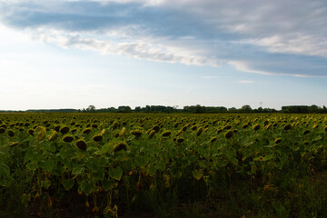 field of sunflowers