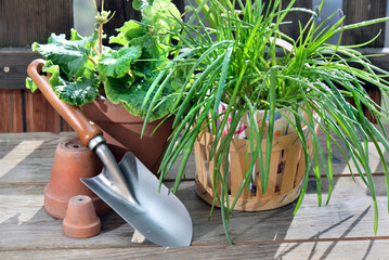 flower pot and plant with shovel on wooden table in terrace