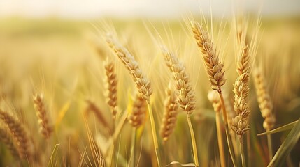 Fototapeta premium Golden wheat field bright summer ripe wheat crop.
