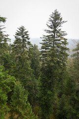 The Elevated Hiking Path of Baumwipfelpfad Schwarzwald, in the Black Forest