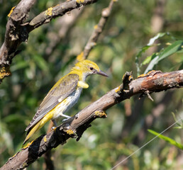 Eurasian Golden Oriole, Oriolus oriolus. A young bird sits on a branch