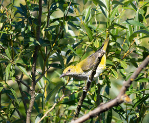Eurasian Golden Oriole, Oriolus oriolus. A young bird sits on a branch