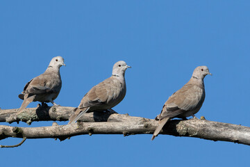 Fototapeta premium Eurasian collared dove, Streptopelia decaocto. Three birds sitting on a branch
