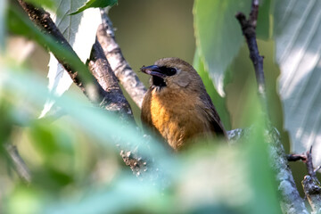 black-chinned babbler or Cyanoderma pyrrhops in Binsar in Uttarakhand, India