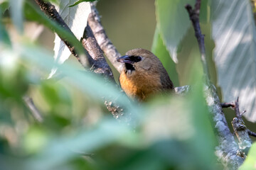 black-chinned babbler or Cyanoderma pyrrhops in Binsar in Uttarakhand, India