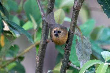 black-chinned babbler or Cyanoderma pyrrhops in Binsar in Uttarakhand, India