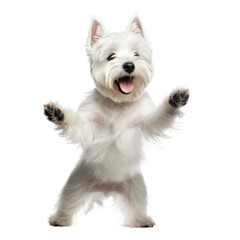 happy cute dog isolated on white