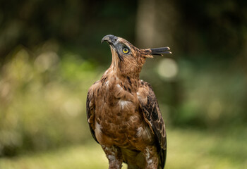 Portrait of a Javan Hawk Eagle , Indonesian National bird, Threatened Species