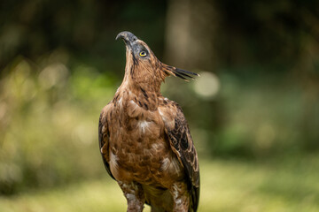 Portrait of a Javan Hawk Eagle , Indonesian National bird, Threatened Species