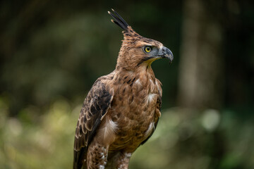 Portrait of a Javan Hawk Eagle , Indonesian National bird, Threatened Species