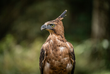Portrait of a Javan Hawk Eagle , Indonesian National bird, Threatened Species