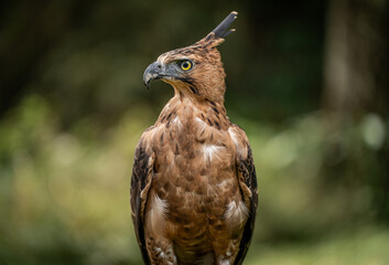 Portrait of a Javan Hawk Eagle , Indonesian National bird, Threatened Species