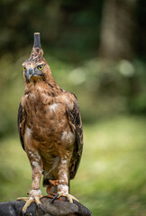 Portrait of a Javan Hawk Eagle standing on a Falconry glove , Indonesian National bird, Threatened Species